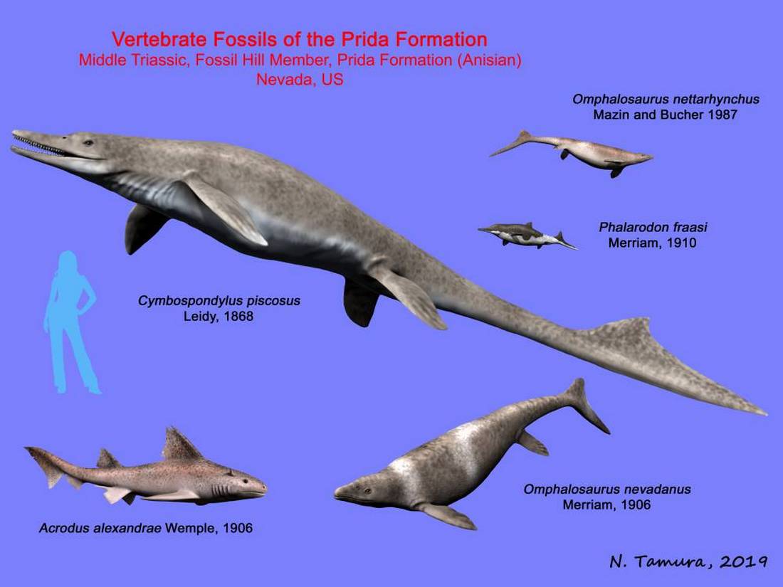 Hybodontiformes Owen, 1846) Отряд Гибодонтообразные, Order